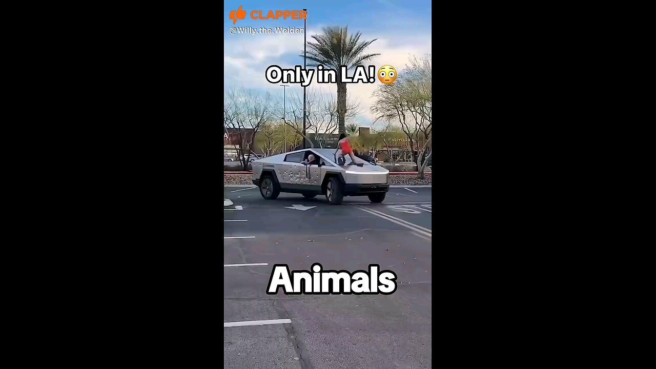 animals