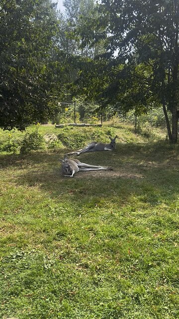 Kangaroo diaries only in Australia 🇦🇺