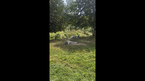 Kangaroo diaries only in Australia 🇦🇺