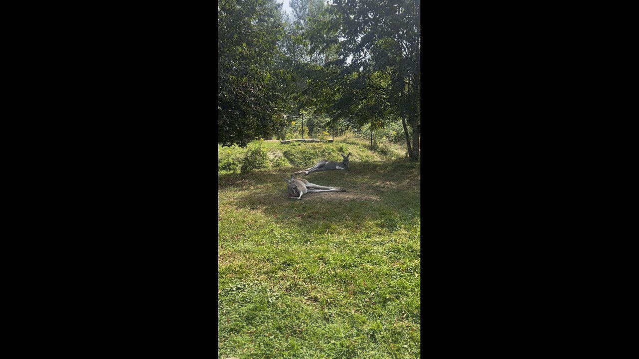 Kangaroo diaries only in Australia 🇦🇺