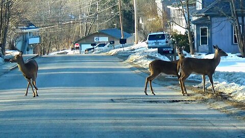 White-tailed deer crossing