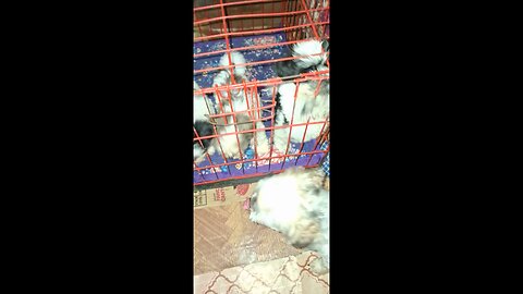 dog vlogs 3