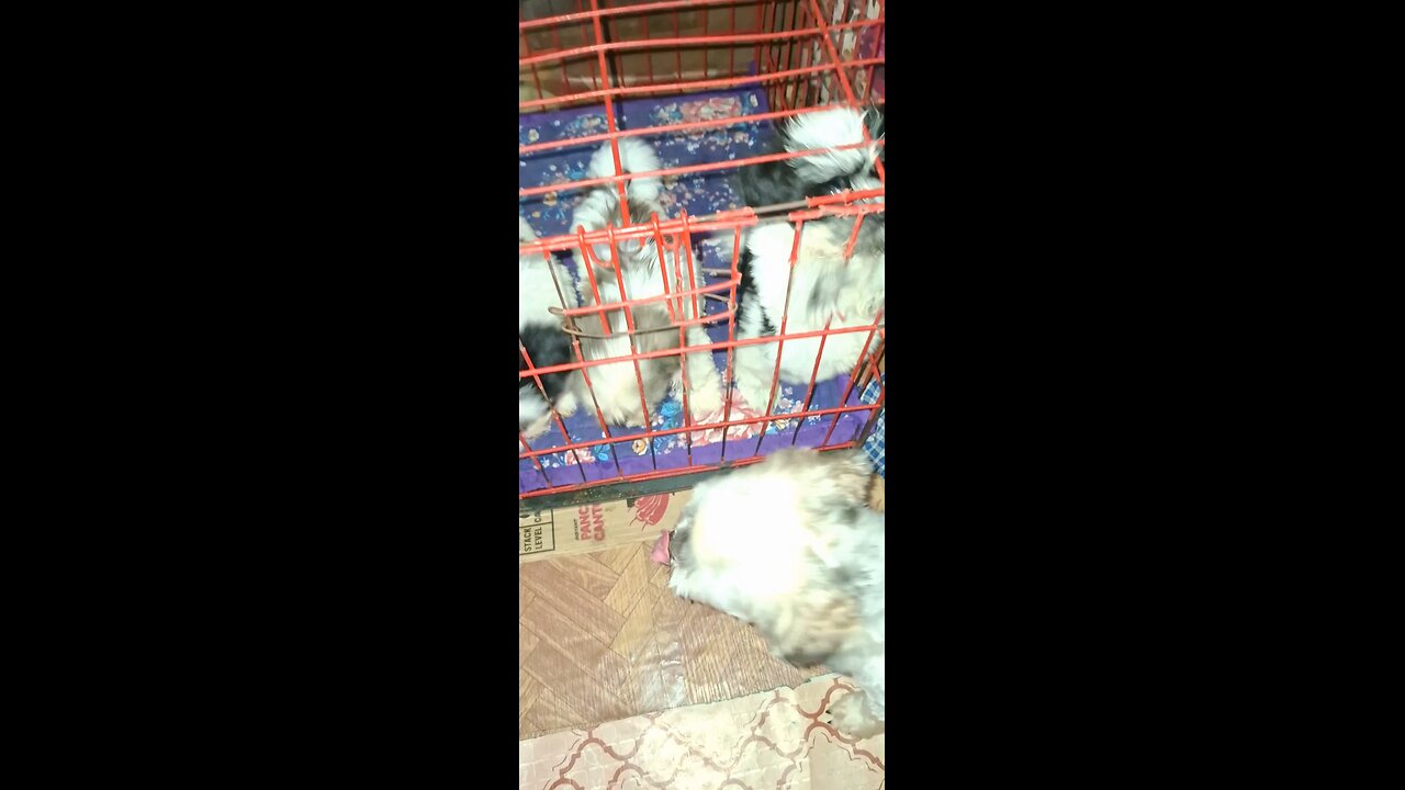 dog vlogs 3