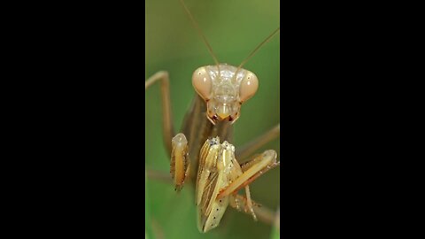 Exploring the Tiny World of Insects!