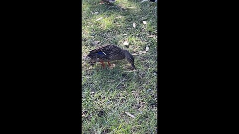 Mallard Ducks 🦆 #mallardducks #ducks #duck #followme #shorts #viral #trending