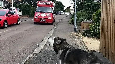 The Loyal Alaskan Malamute and Its Daily Ice Cream Truck Ritual