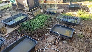 2026 01 12 Off-grid with Marjory Wildcraft