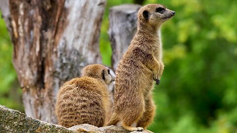 "Keeping watch on the savanna."