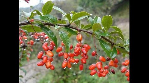 정력을 강화하는 남자에게 정말 좋은 산수유는 소양인에게만 효능이 있다.