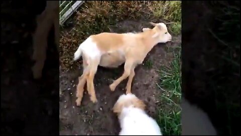 JUST NEEDED SOMETHING TO LAUGH ABOUT! THESE FAINTING GOATS DID THE TRICK. 😂