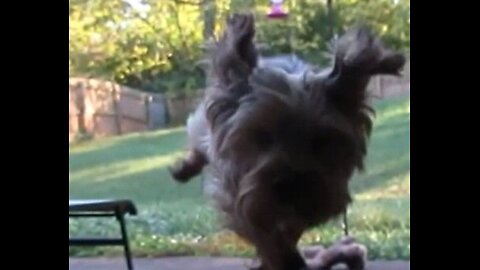 Flying Yorkie! #funnydogs #yorkie