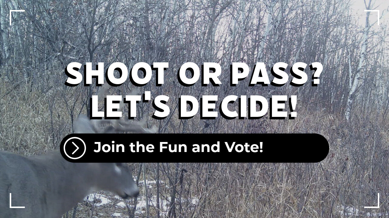 Would You Shoot Or Pass On This Buck?