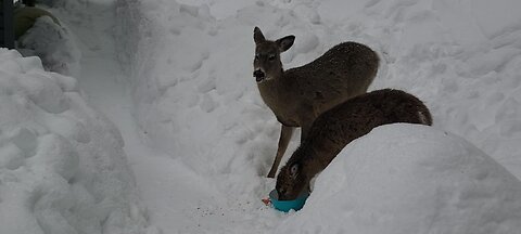 Digging trenches just to get to the shed to feed the deer