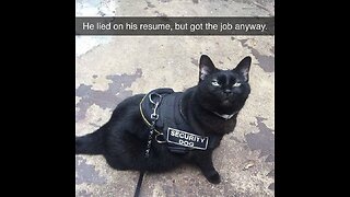 Joe Cobb And The Powder Gangers