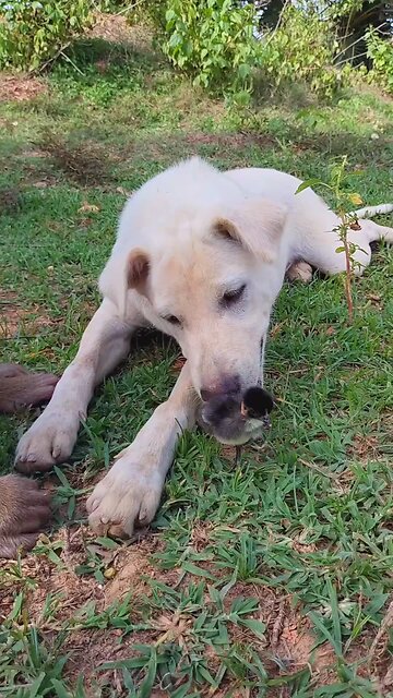 Well Best SokYaa, OG, Pao & Mom Are Famous Around The World #shorts #anime #trend #edit