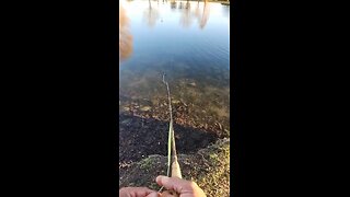 The Zen of Fishing #meme #fishing #livestream #highlights #irl