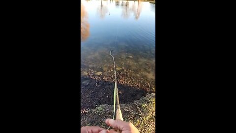 The Zen of Fishing #meme #fishing #livestream #highlights #irl