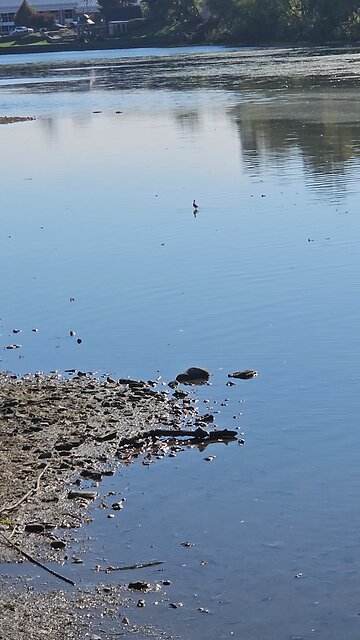 I am not Familiar with this Type of Bird