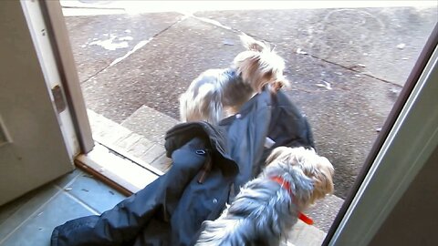 Batman Is a Coat Thief! #yorkshireterrier #funnydogs