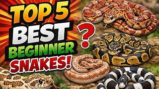 Thinking About Getting a Snake? Start With THESE 5
