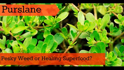 PURSLANE-A SUPERFOOD THEY CONVINCED US IS A WEED! EASY TO GROW & HEALTHY
