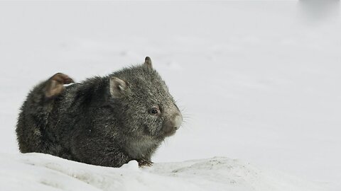 Cute Baby Wombat finds some Food