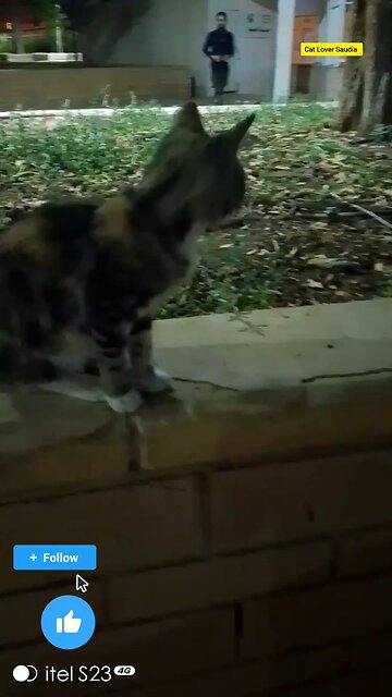 Cute Cat lover Saudia arbia visit fan