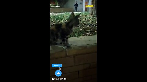 Cute Cat lover Saudia arbia visit fan