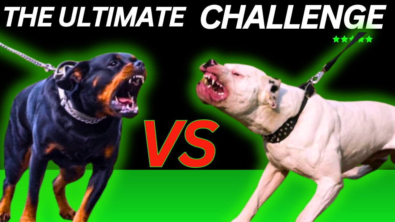 BITPULL VS RODWEILER CHALLENGE