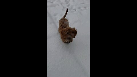 Cute Puppy Playing in the snow.