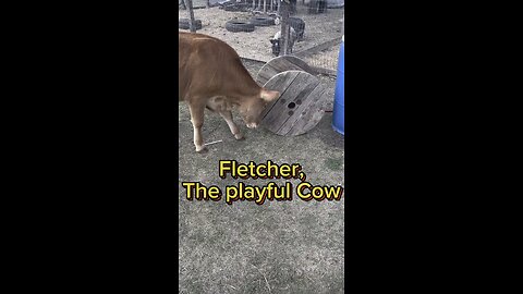 Fletcher loves to play! Right now this spool is his favorite toy.