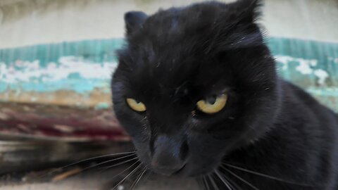 A cat at the fishing port came down to get petted, but for some reason got angry.