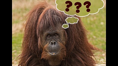 Feminists, Anti-Feminists, and Chameleons: Does It Actually Matter?