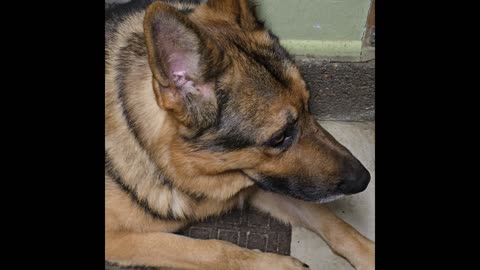 Virgil german shepherd.