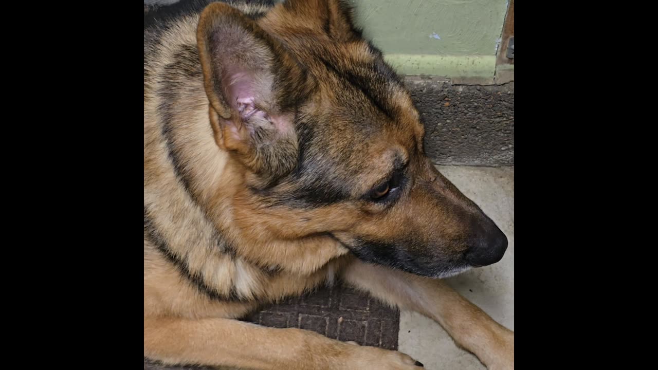 Virgil german shepherd.