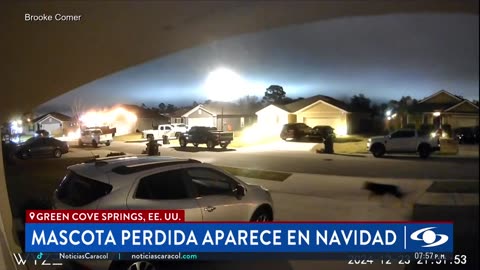 Mascota perdida apareció en la víspera de Navidad: conmovedor video