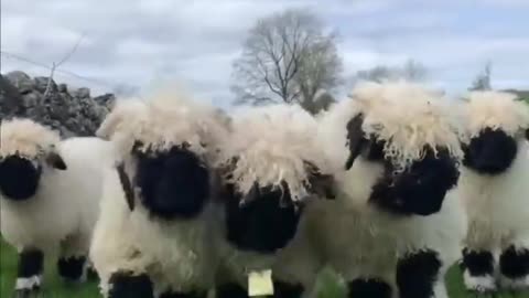 Cute Sheep