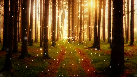 Beautiful forest in the sunset
