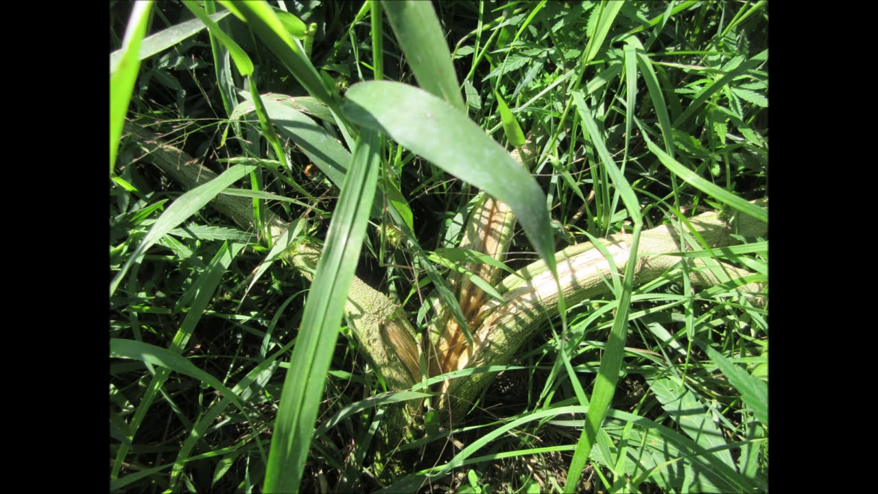 Whispers For You Aug 2024