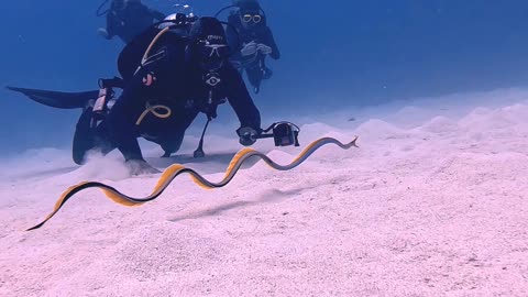 Underwater Meeting With a Ribbon Eel