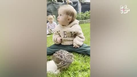 Funny animal video