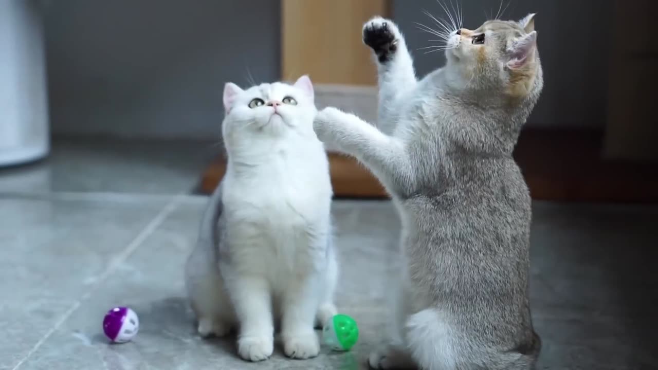 Cat Funny Video