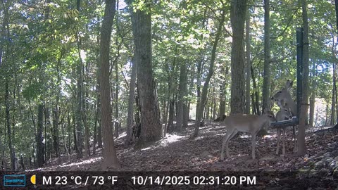 The Woods – 10/15/2025