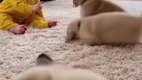 Cute Baby Playing with Animals | Adorable Baby and Pet Moments 2025