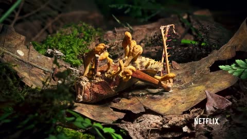 🤯🍄 Fungus Turns Insects Into Real Zombies – Mind-Blowing! | FeedMyCuriosity