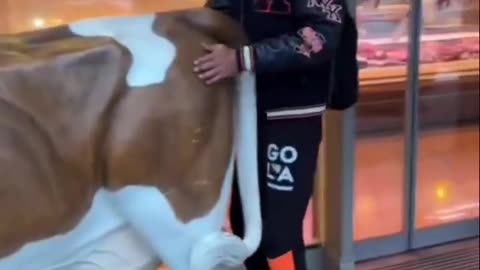 Even plastic cows aren't safe.