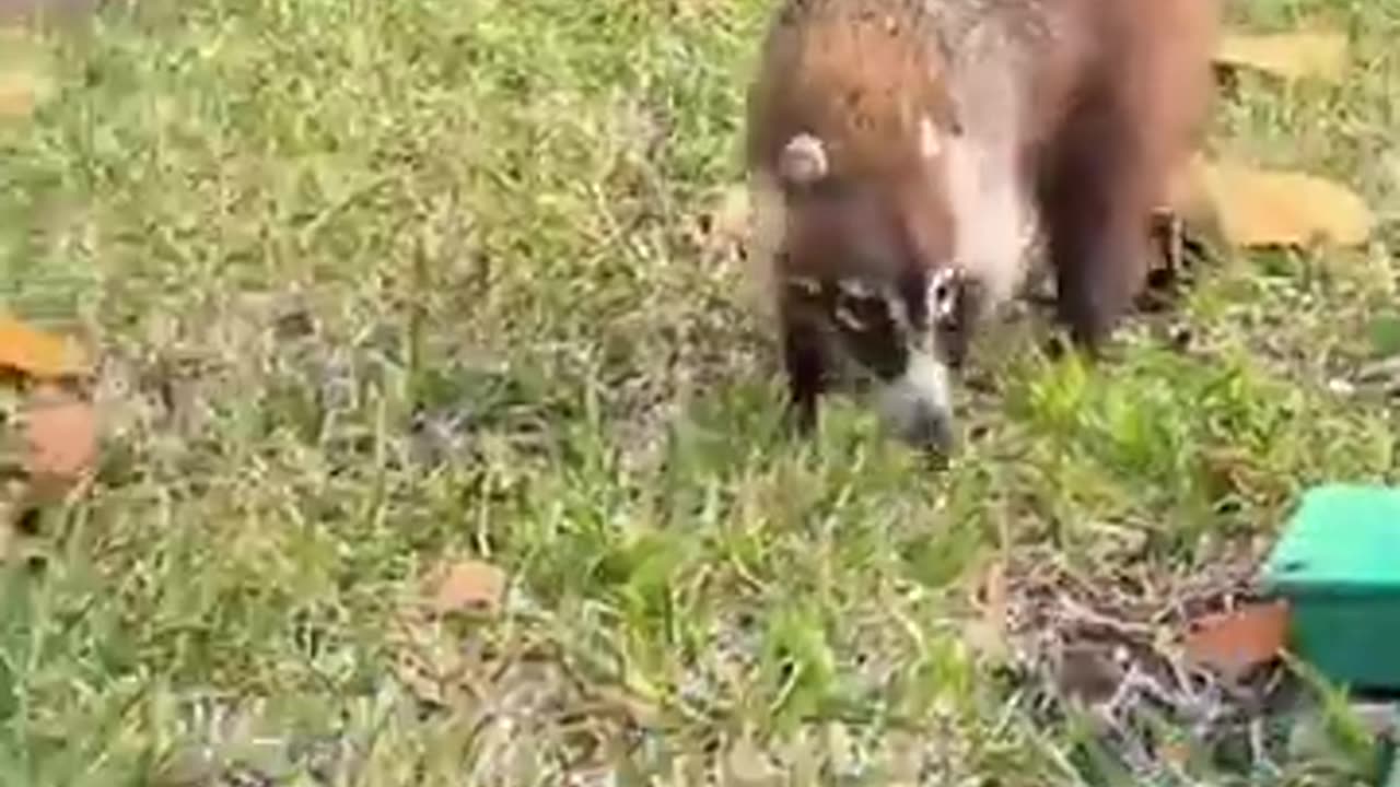 Exotic Animals That You Can Legally Own #shorts