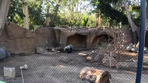 South African Porcupine at the San Diego Zoo