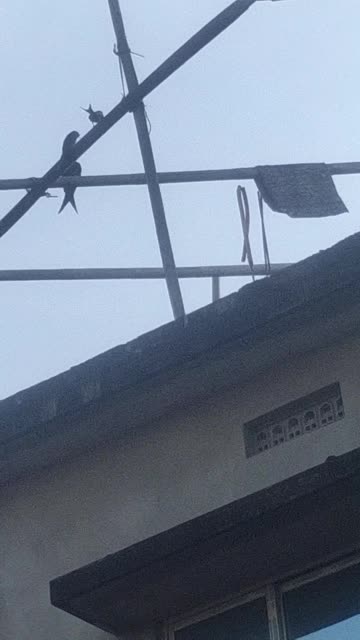 Two Doves Together | Peaceful Nature Moment