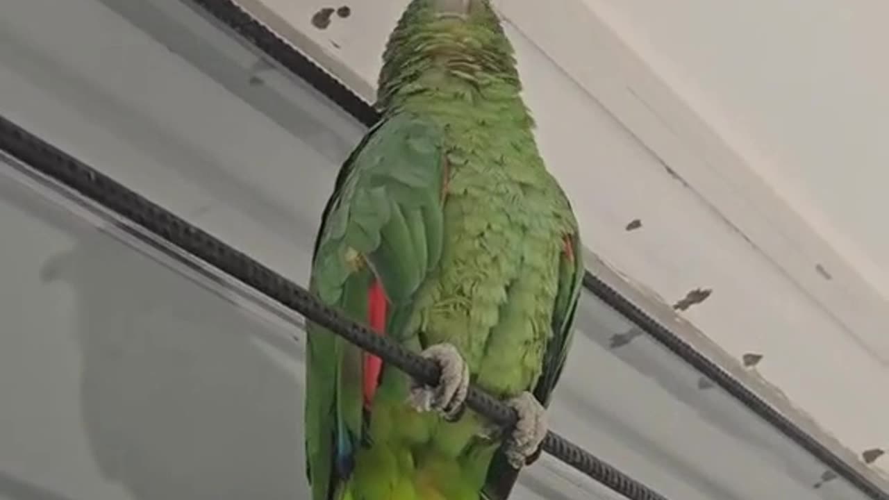 🦜 Weird parrot ✈️